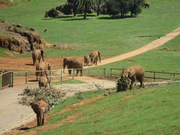 Foto: Elefantes africanos en el parque de la Naturaleza - Cabárceno (Cantabria), España