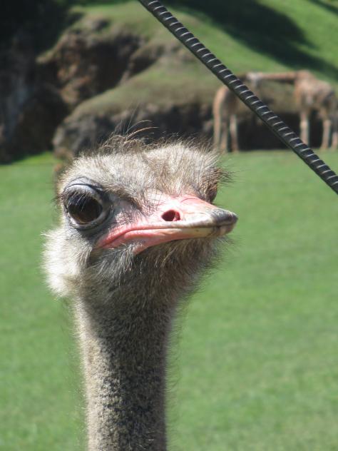 Foto: Primer plano de un aveztruz - Cabárceno (Cantabria), España