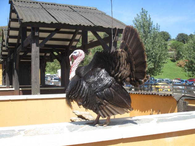 Foto: Un enorme pavo en la granja del parque de la Naturaleza - Cabárceno (Cantabria), España