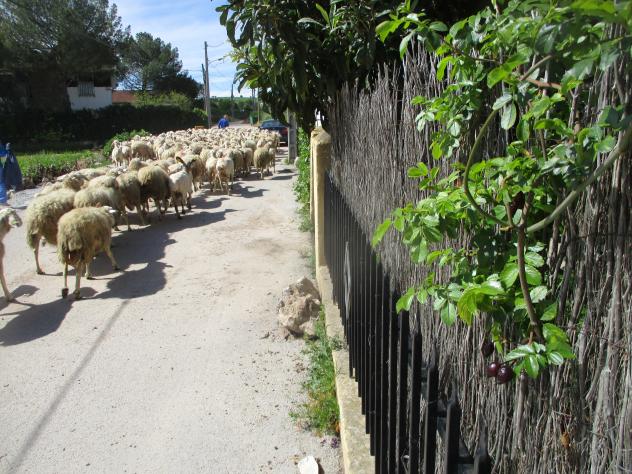 Foto: El rebaño por una de las calles de la localidad - Mazuecos (Guadalajara), España