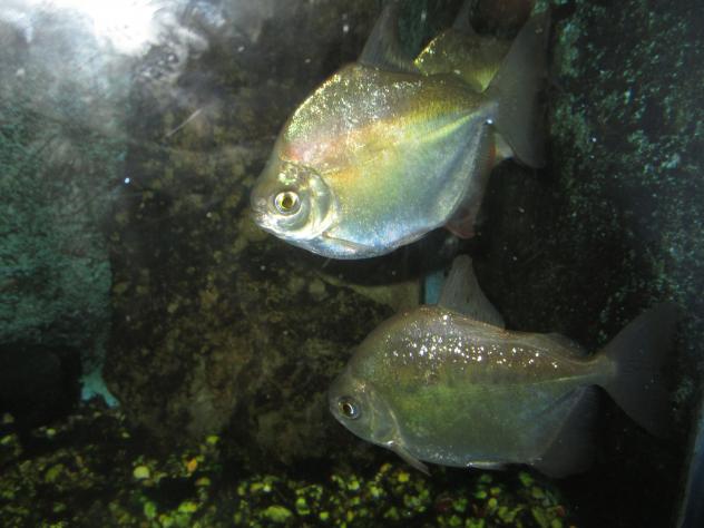 Foto: Pirañas en el acuario del zoo - Santillana del Mar (Cantabria), España