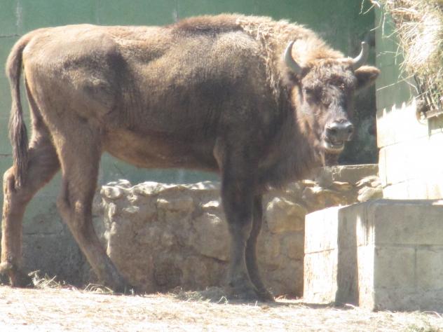 Foto: Bisonte europeo en el zoo - Santillana del Mar (Cantabria), España