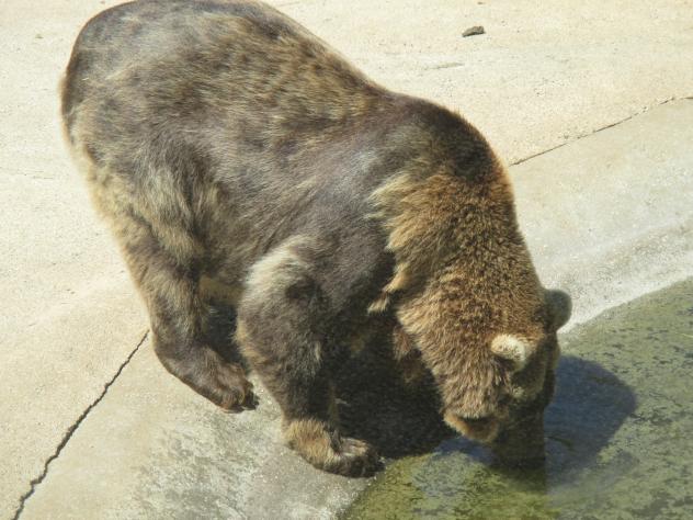 Foto: Oso pardo bebiendo - Santillana del Mar (Cantabria), España
