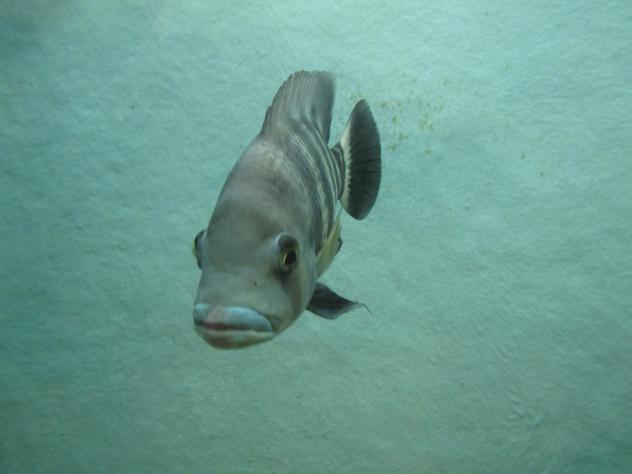 Foto: Pez en el acuario del zoo - Santillana del Mar (Cantabria), España
