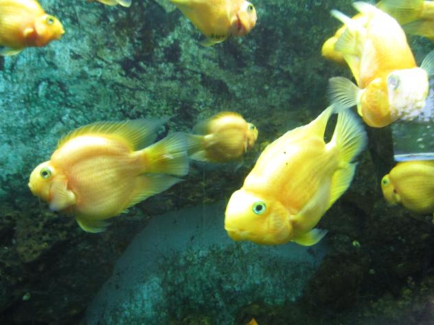 Foto: Acuario en el zoo - Santillana del Mar (Cantabria), España