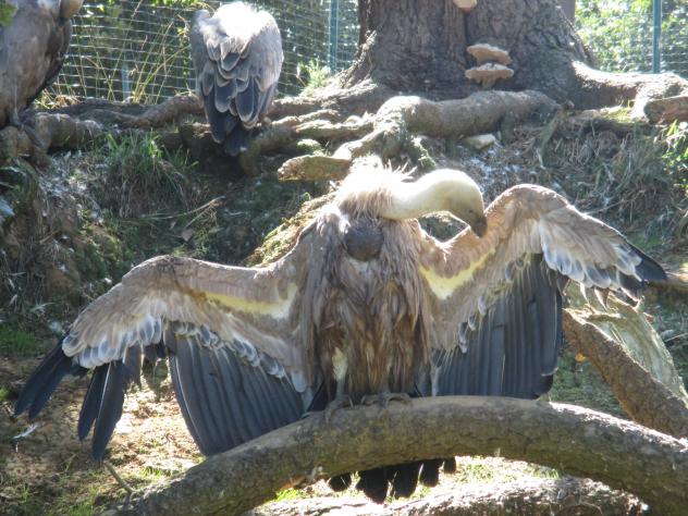 Foto: Buitres leonados en el zoo de la localidad - Santillana del Mar (Cantabria), España