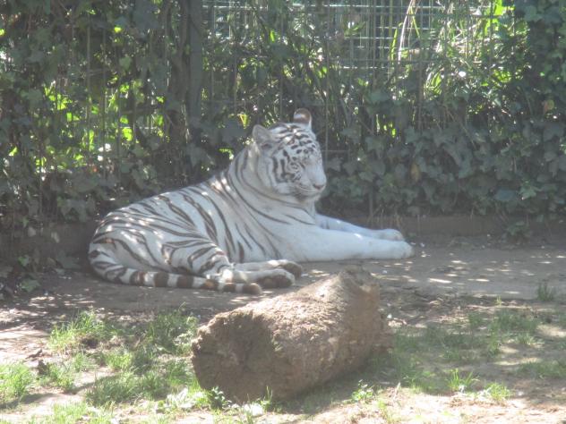 Foto: Tigre blanco en el zoo - Santillana del Mar (Cantabria), España