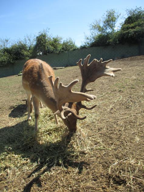 Foto: Gamo en el parque cuaternario del zoo - Santillana del Mar (Cantabria), España