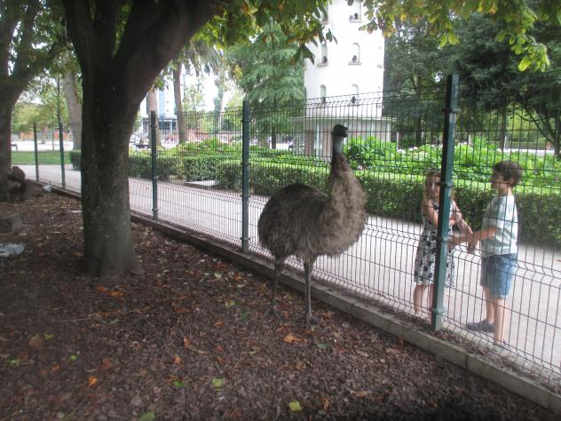 Foto: Emú en el parque de Isabel la Católica - Gijón (Asturias), España