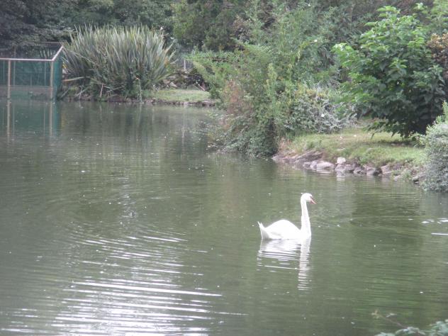 Foto: Estanque en el parque de Isabel la Católica - Gijón (Asturias), España