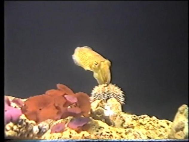 Foto: Sepia en el New England Aquarium - Boston (Massachusetts), Estados Unidos