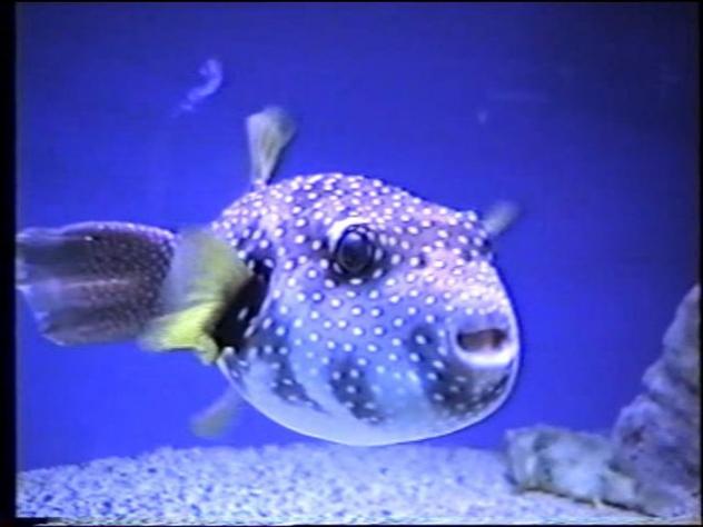 Foto: Pez globo en New England Aquarium - Boston (Massachusetts), Estados Unidos