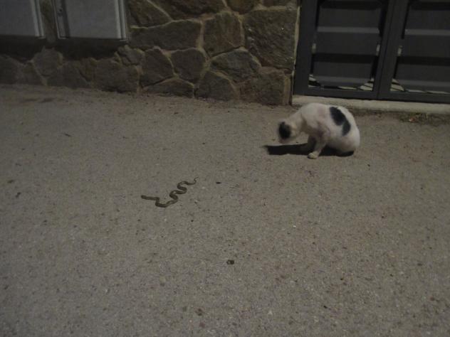 Foto: ¿Qué es esto? - Mazuecos (Guadalajara), España