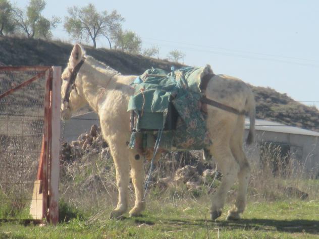 Foto: Borrica del pastor - Mazuecos (Guadalajara), España