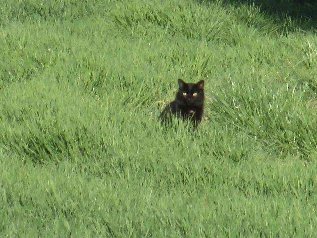 Foto: Gato en la hierba - Mazuecos (Guadalajara), España