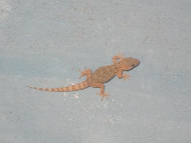 Foto: Salamanquesa - Mazuecos (Guadalajara), España