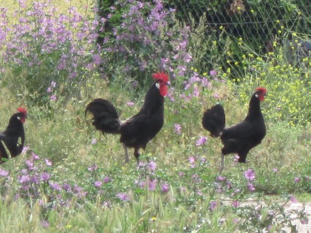 Foto: Gallo y gallinas - Mazuecos (Guadalajara), España