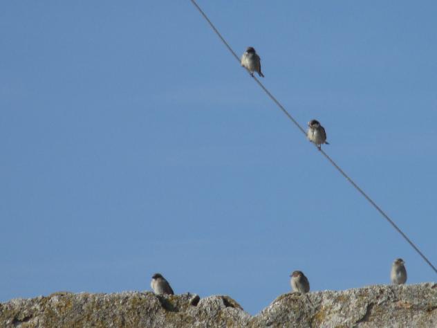 Foto: Pajaritos al sol - Mazuecos (Guadalajara), España
