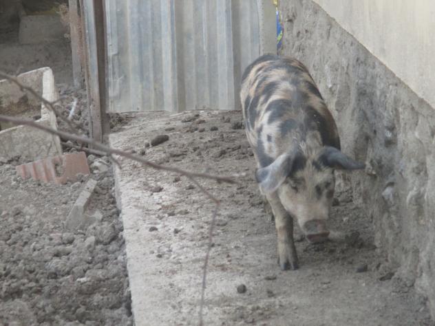 Foto: Cerdita en un corral - Mazuecos (Guadalajara), España