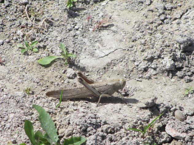 Foto: Langosta en el campo - Mazuecos (Guadalajara), España