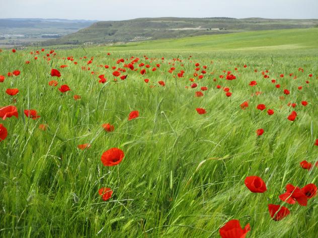 Foto: Campo de cebada con amapolas - Mazuecos (Guadalajara), España