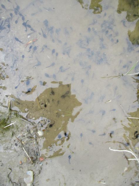 Foto: Renacuajos en una charca formada por la lluvia - Mazuecos (Guadalajara), España