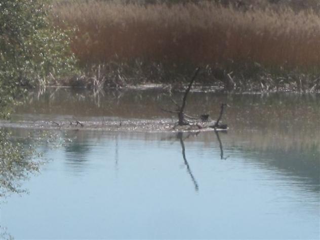 Foto: Aguas del río Tajo - Mazuecos (Guadalajara), España
