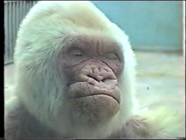 Foto: Primer plano de Copito de Nieve en 1999 - Barcelona (Cataluña), España