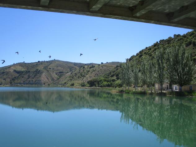 Foto: Golondrinas en la presa - Almoguera (Guadalajara), España