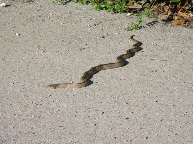 Foto: Serpiente en el camino - Mazuecos (Guadalajara), España
