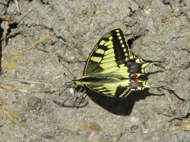 Foto: Bonita mariposa - Mazuecos (Guadalajara), España