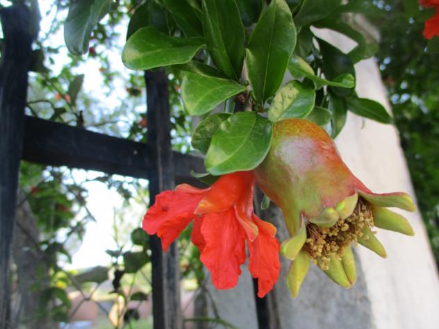Foto: Flor de granado transformándose en fruto - Mazuecos (Guadalajara), España