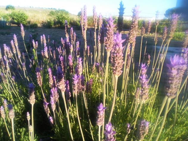 Foto: Olorosas flores de lavanda - Mazuecos (Guadalajara), España