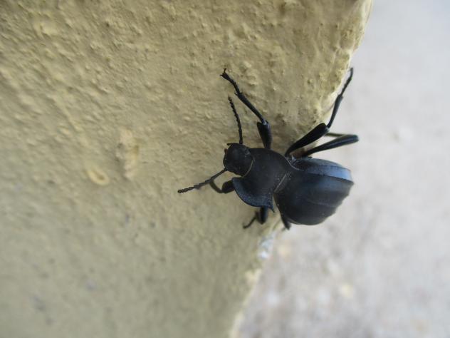 Foto: Escarabajo trepando - Mazuecos (Guadalajara), España