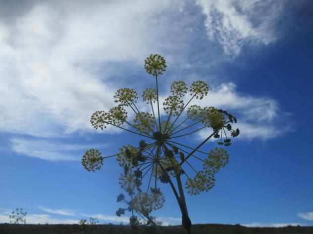 Foto: Angélica silvestre - Mazuecos (Guadalajara), España