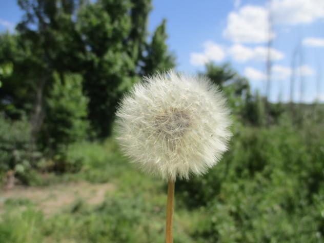 Foto: Diente de león - Mazuecos (Guadalajara), España