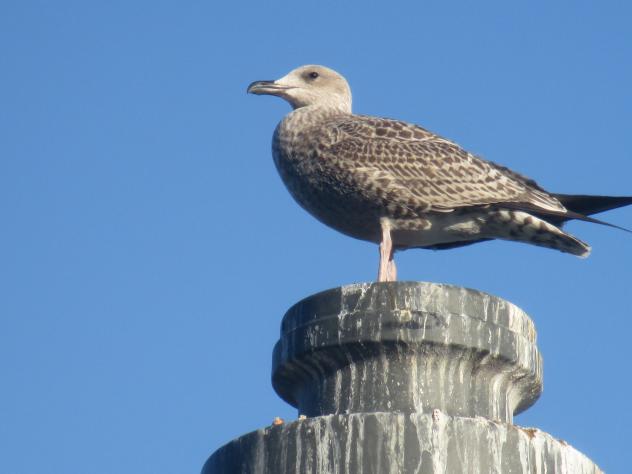Foto: Gaviota en el puerto - Luanco (Asturias), España