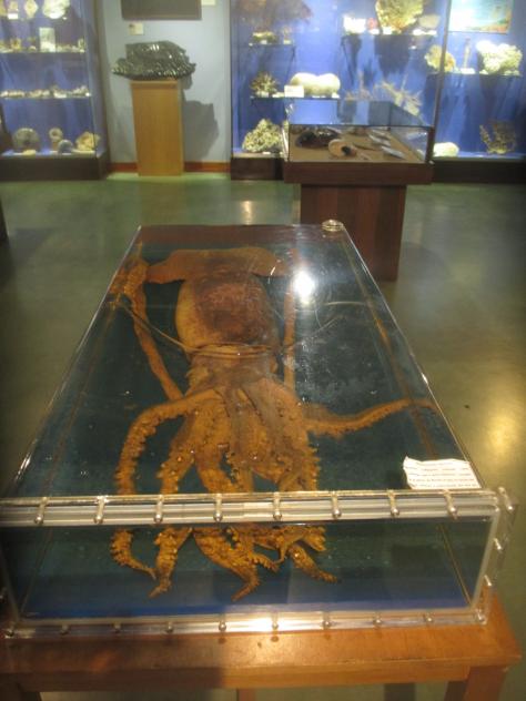 Foto: Calamar gigante en el Museo Marítimo - Luanco (Asturias), España