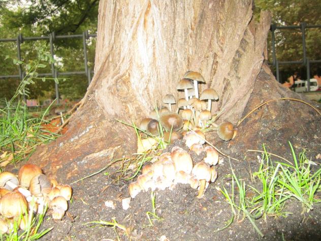 Foto: Setas en el parque de Santa Rita - Madrid (Comunidad de Madrid), España