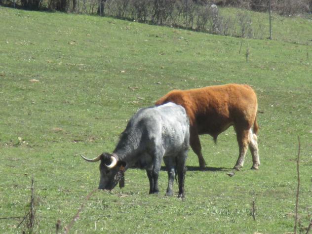 Foto: Ganado vacuno en un prado - Cercedilla (Madrid), España