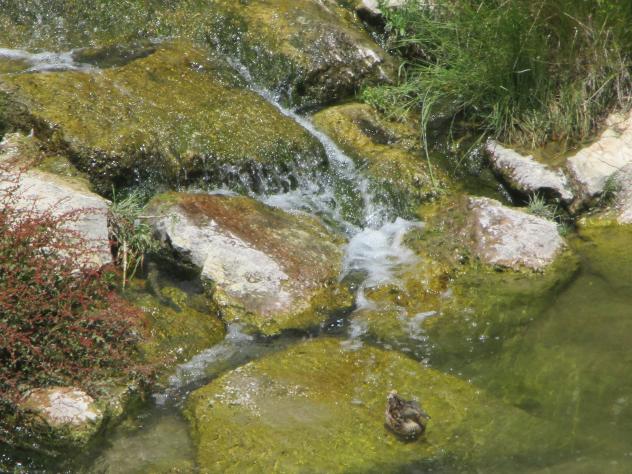 Foto: Caída de agua en el arroyo - Almoguera (Guadalajara), España