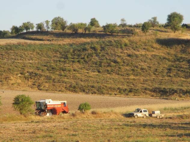 Foto: Cosechando cebada - Mazuecos (Guadalajara), España