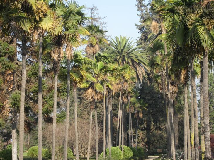Foto: Paseo con palmeras - Talagante (Región Metropolitana), Chile