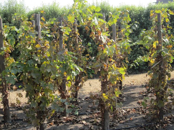 Foto: Cepas en bodegas Undurraga - Talagante (Región Metropolitana), Chile