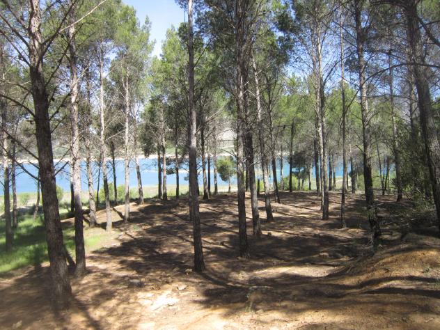 Foto: Pinar junto al embalse - Buendía (Guadalajara), España