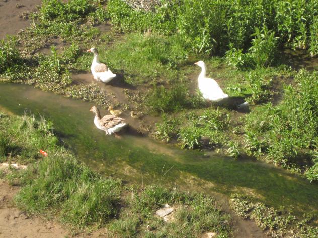 Foto: Gansos en el arroyo - Almoguera (Guadalajara), España