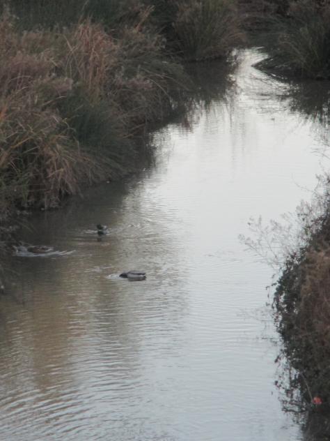 Foto: El arroyo que desemboca en el río Tajo - Almoguera (Guadalajara), España