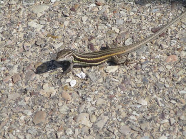 Foto: Lagartija rabilarga - Mazuecos (Guadalajara), España