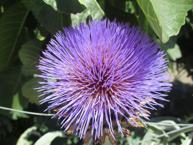 Foto: Flor de Cardo comestible - Mazuecos (Guadalajara), España