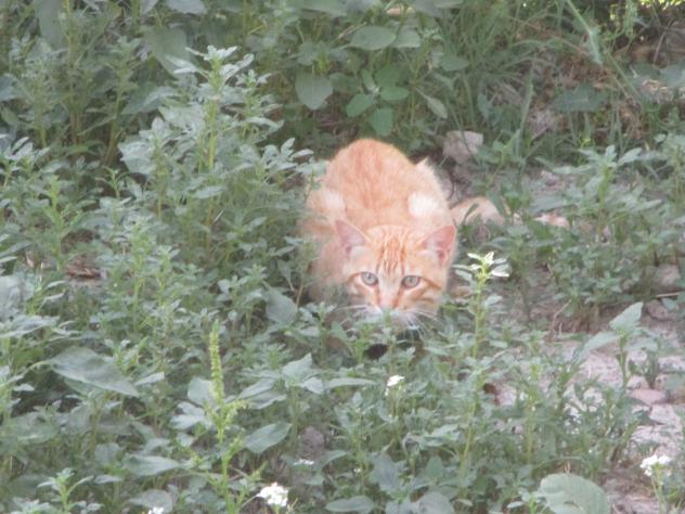 Foto: Gato estático - Mazuecos (Guadalajara), España